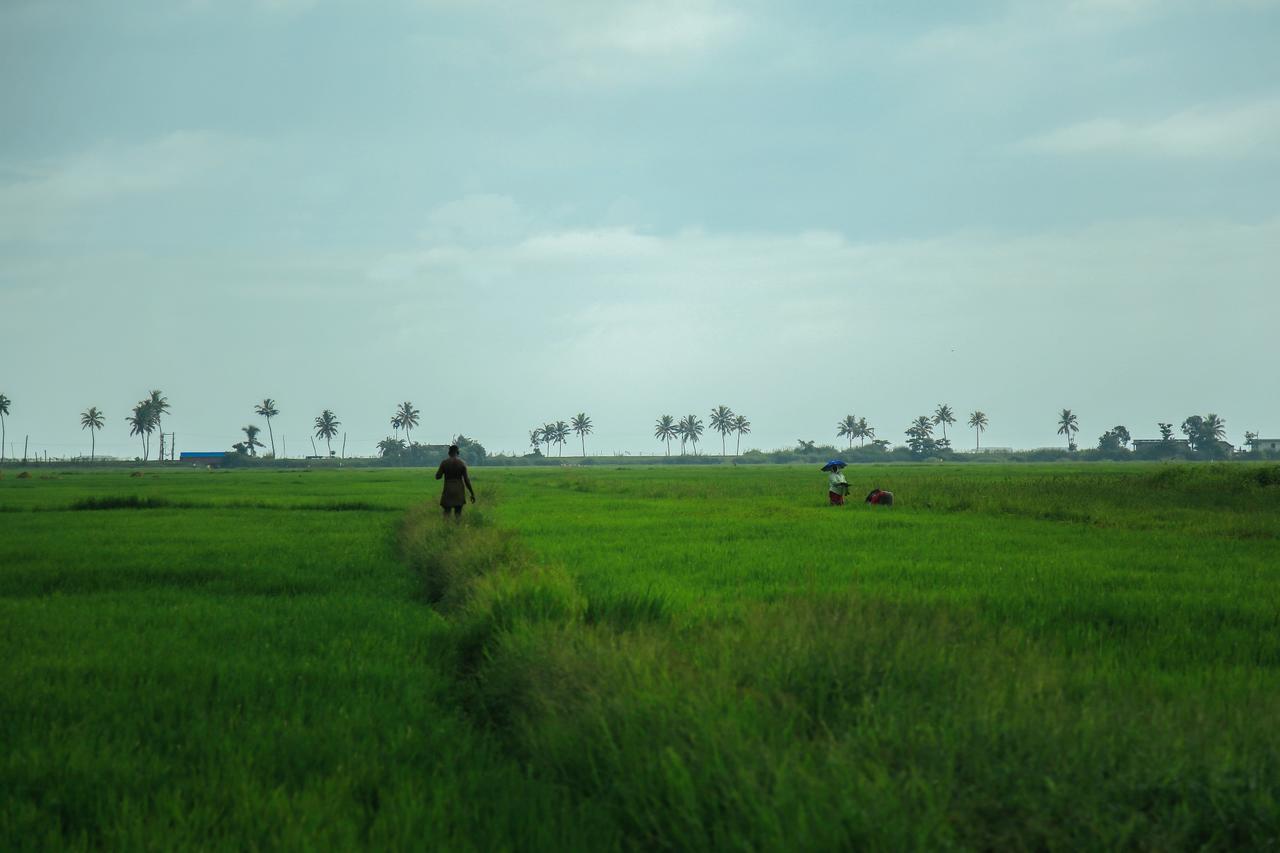 Palmgrove Lake Resort Alappuzha Dış mekan fotoğraf