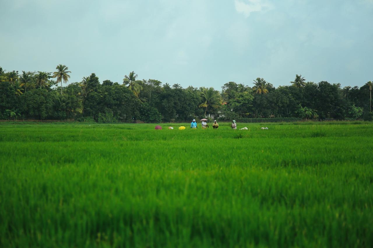 Palmgrove Lake Resort Alappuzha Dış mekan fotoğraf